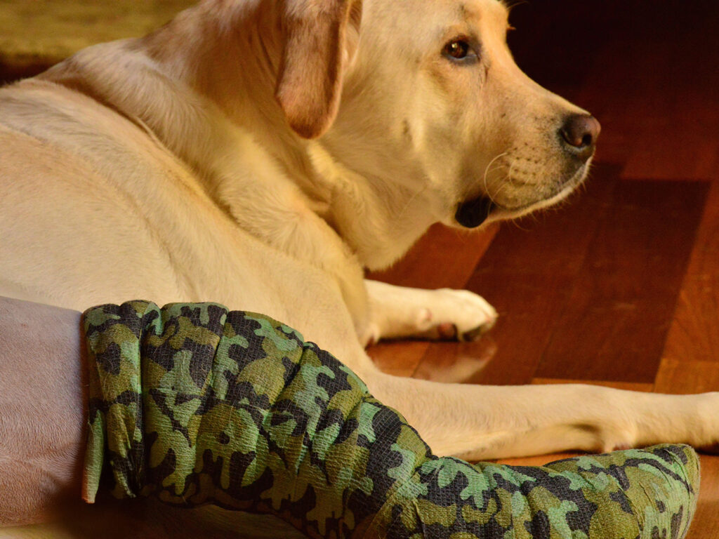 A yellow dog wearing an army pattern leg cast.