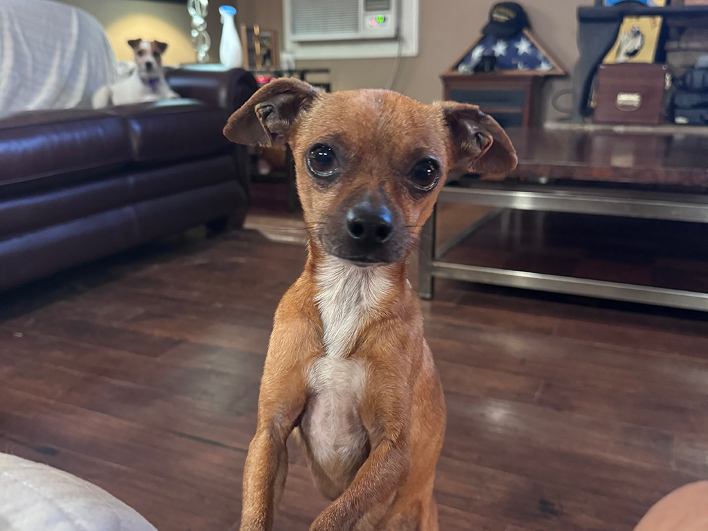 A brown Chihuahua looking at the camera.