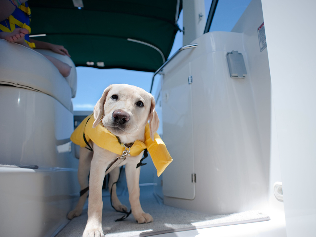 A dog on a boat wearing a yellow lifejacket.
