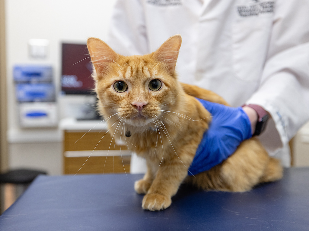 An orange cat being held by a veterinarian wearing blue gloves.