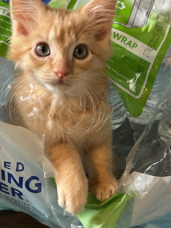 An orange kitten in a pile of plastic wrap.
