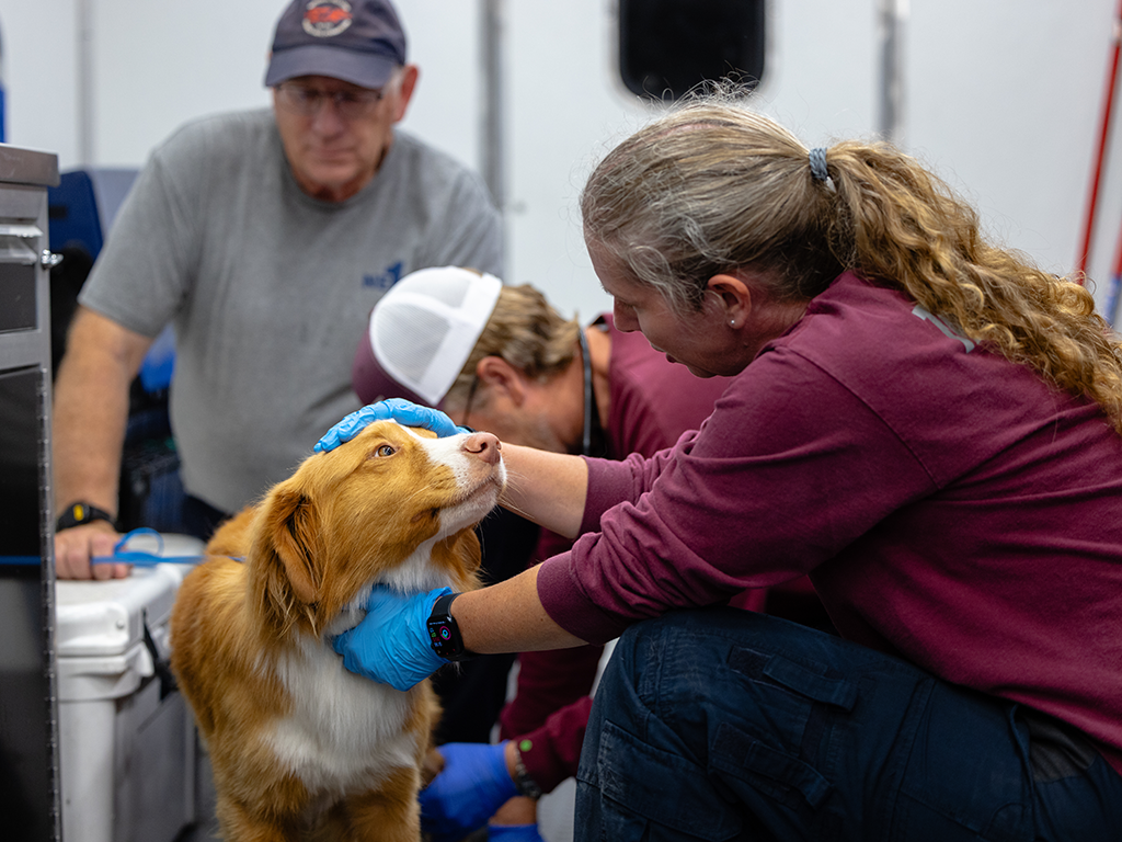 A woman in a maroon shirt examines a peach-furred dog.