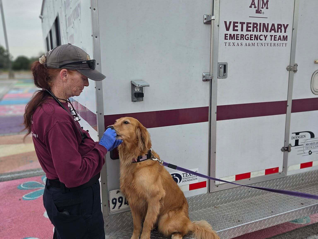 A veterinarian in a maroon shirt cares for a dog on the back of a truck.