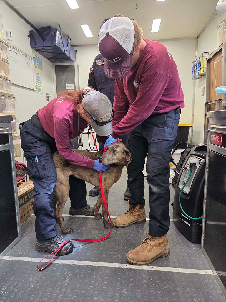 Two people in maroon shirts examine a dog.