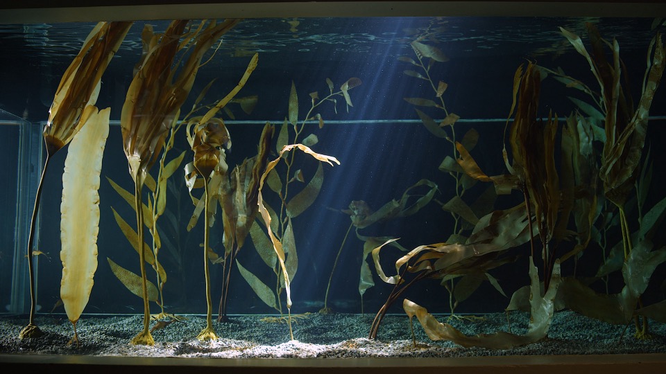 An aquarium exhibit with seaweed.