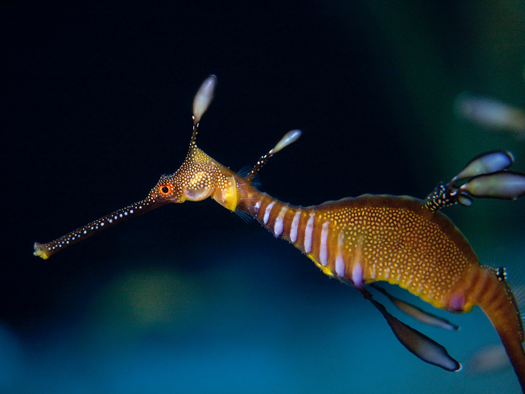 A weedy seadragon