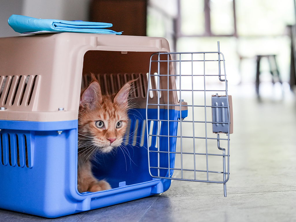 An orange cat inside a blue and white carrier.