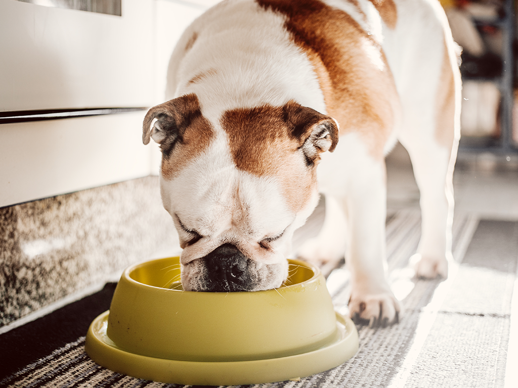 A bulldog eating from a yellow food bowl.