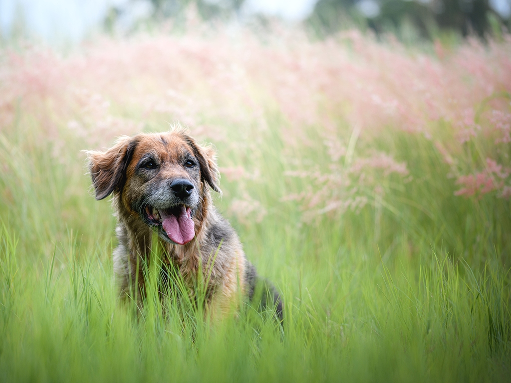 A dog in tall grass where snakes may lurk.