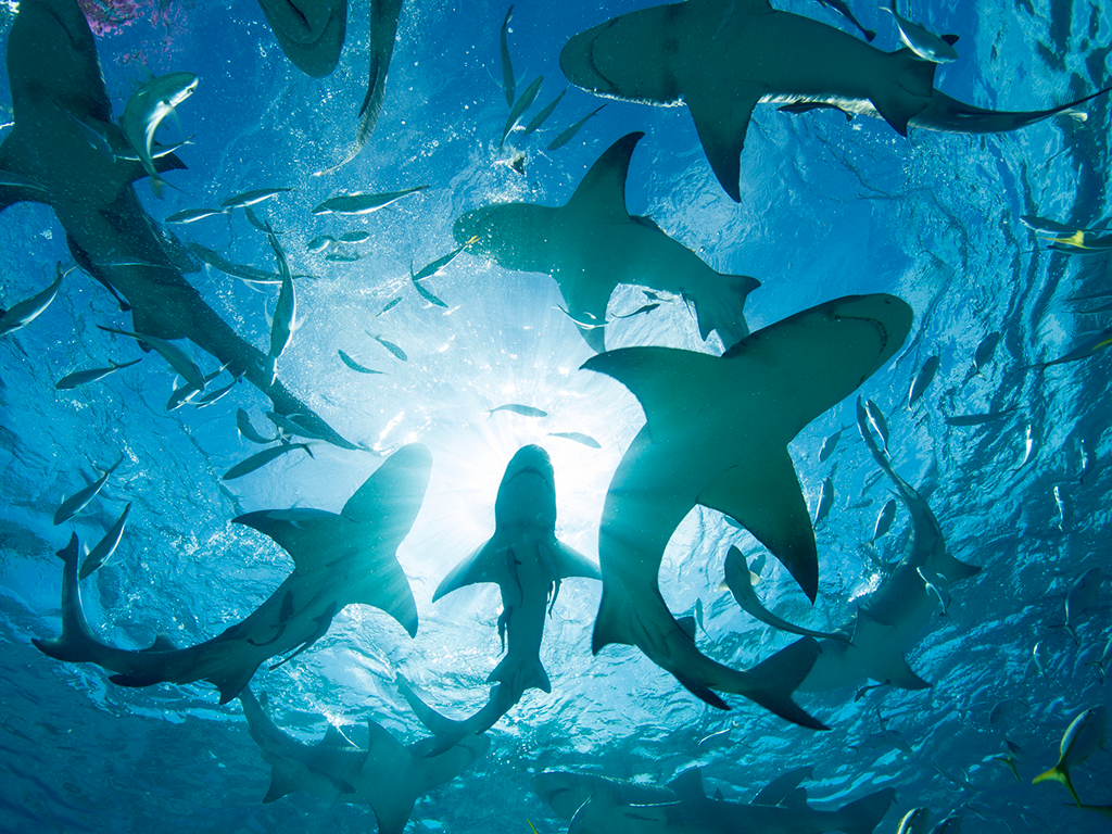 Sharks circling