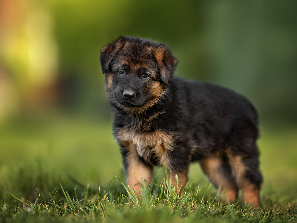 A puppy standing in the grass.
