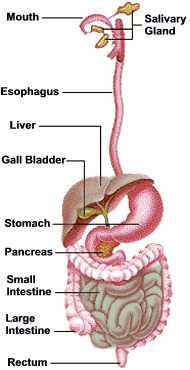 Organs that Detox Your Body