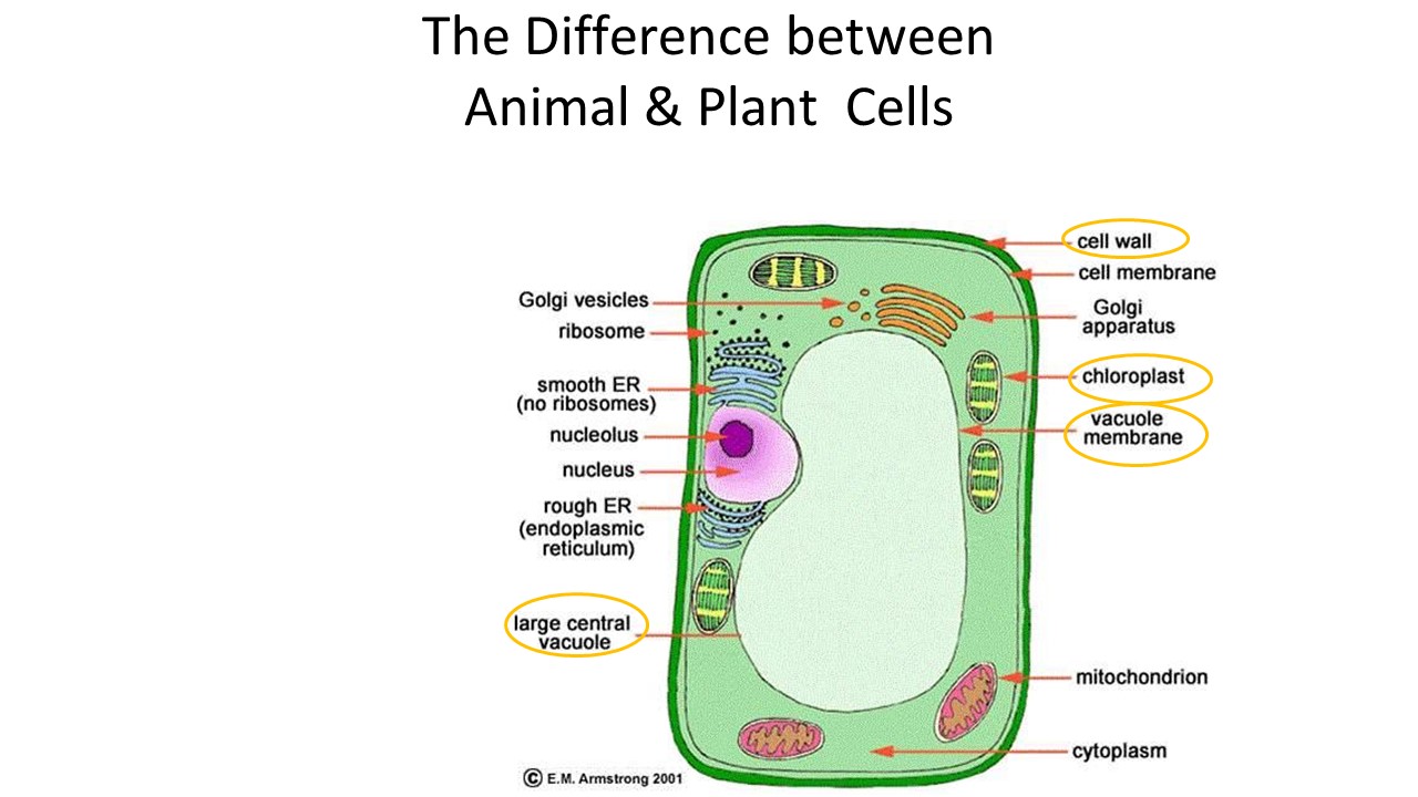 Essential Knowledge Plant vs. Animal Cells PEER Program