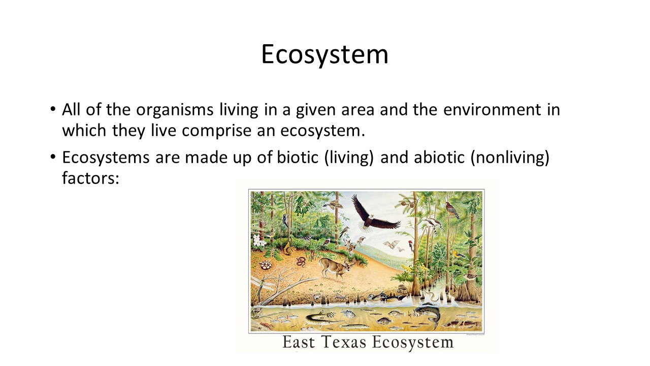 Essential Knowledge: Ecosystem Organization | PEER Program