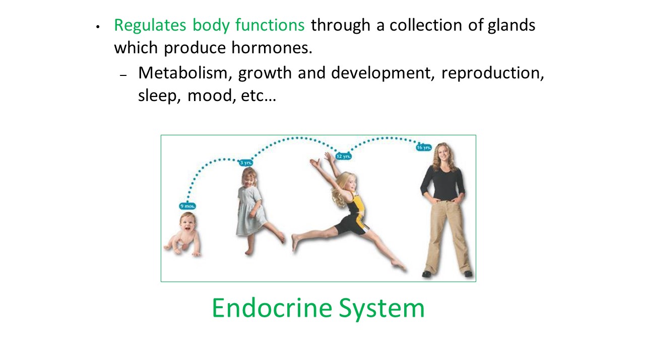 essential-knowledge-endocrine-system-peer-program-youth-stem-promotion