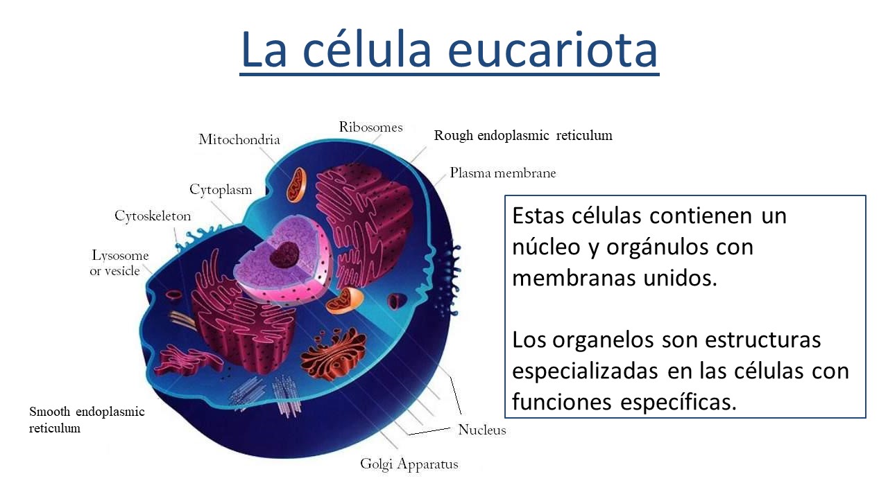 Conocimiento Esencial: Tipo de Células | PEER Program