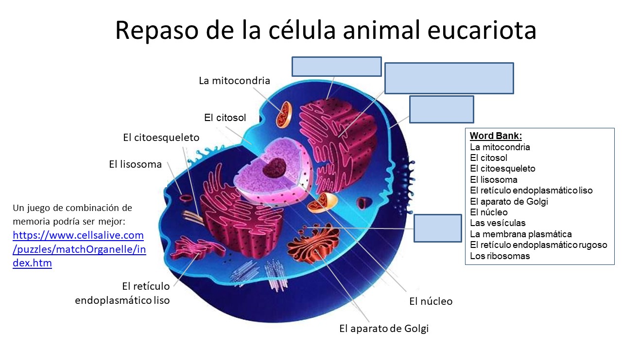 Conocimiento Esencial: La Estructura de las Células | PEER Program