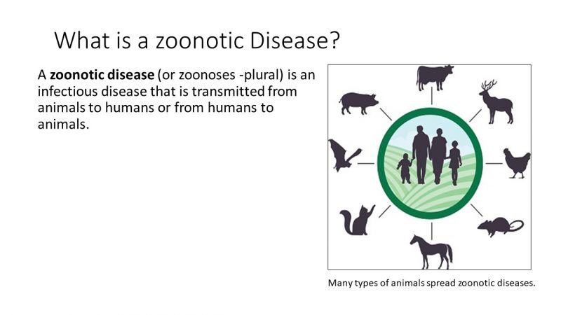 animal transmitted diseases