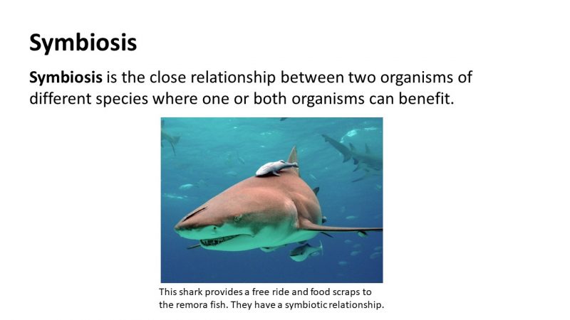 symbiosis relationships
