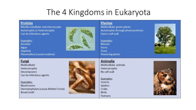 eukarya kingdoms