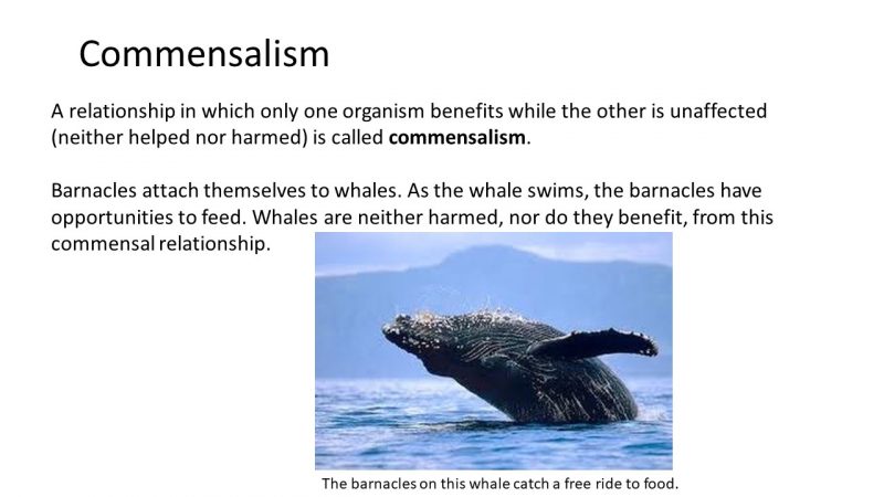 commensalism barnacles and whales