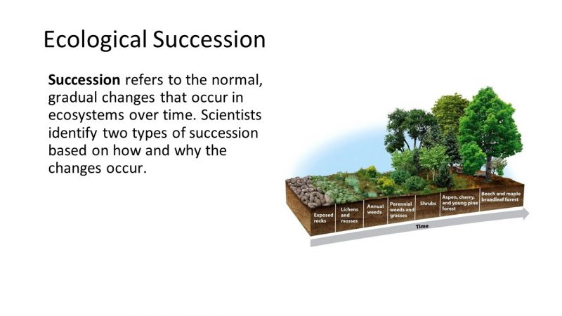 types of ecological succession