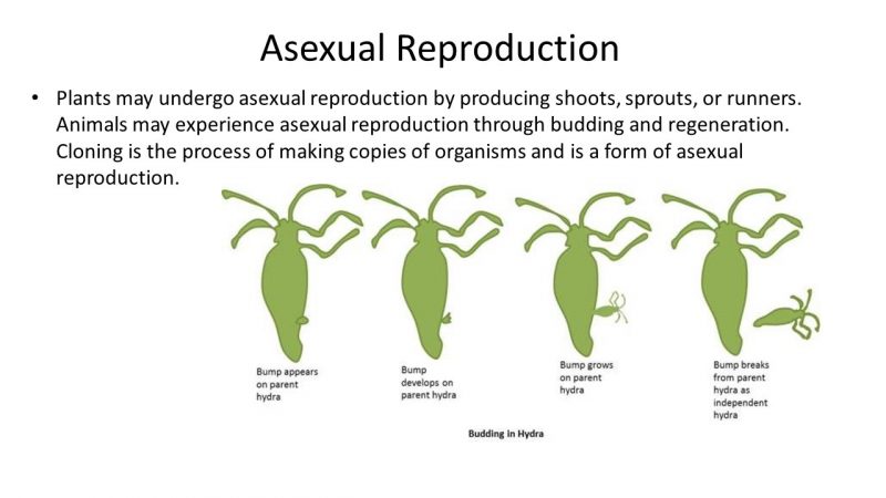 ESSENTIAL KNOWLEDGE: ASEXUAL & SEXUAL REPRODUCTION - PEER Program (Youth  STEM Promotion)