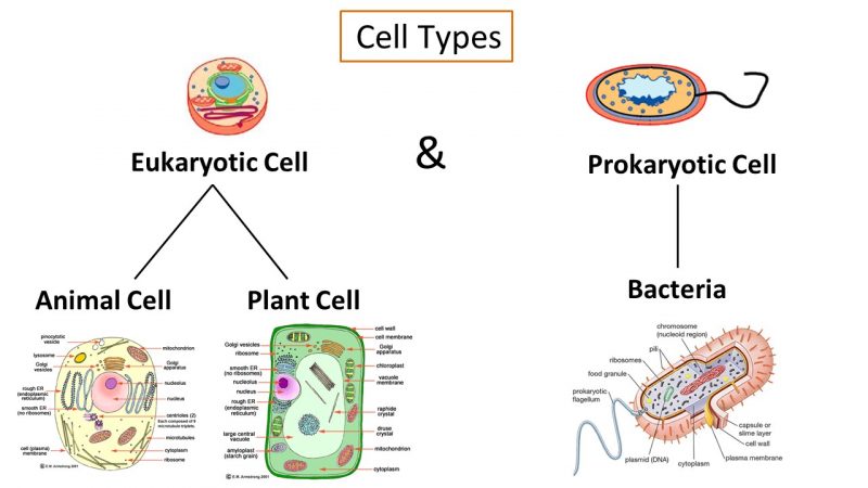 Essential Knowledge: Cell Types - PEER Program (Youth STEM Promotion)