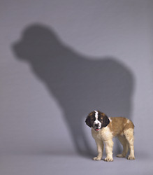 Shadow Pup