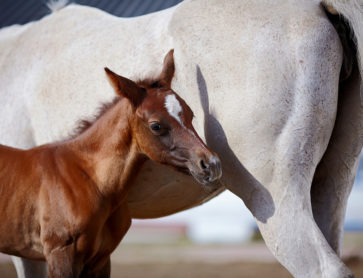 horse with its mother