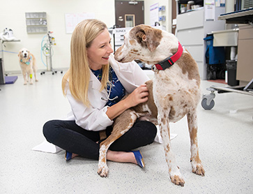 Veterinary Clinical Trials