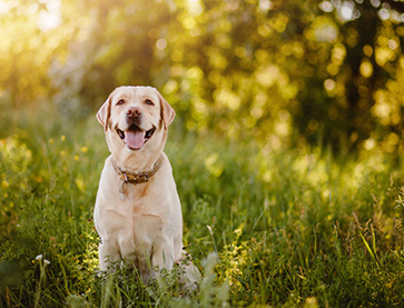 yellow lab in green grass