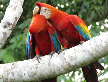 two Macaws on a tree branch