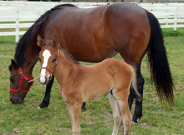 Animal Genetics Lab horse with foal