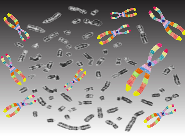 Molecular Cytogenetics Lab chromosomes image