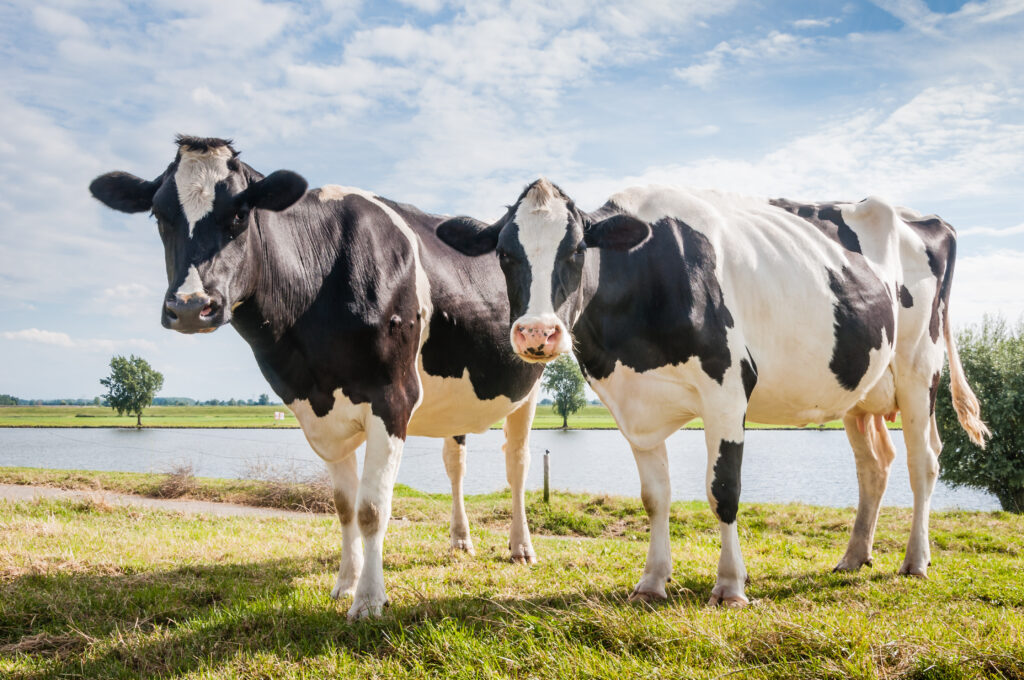 Two black and white dairy cows standing in front of a lake.