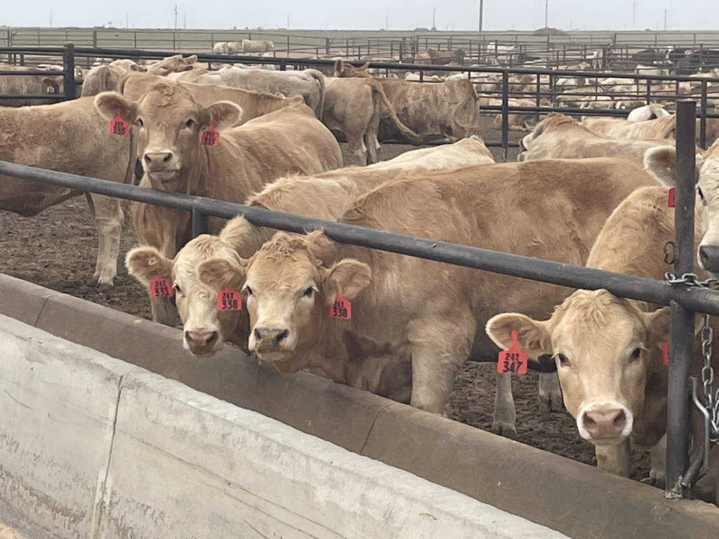 A herd of blonde cows with red ear tags in a feedlot.