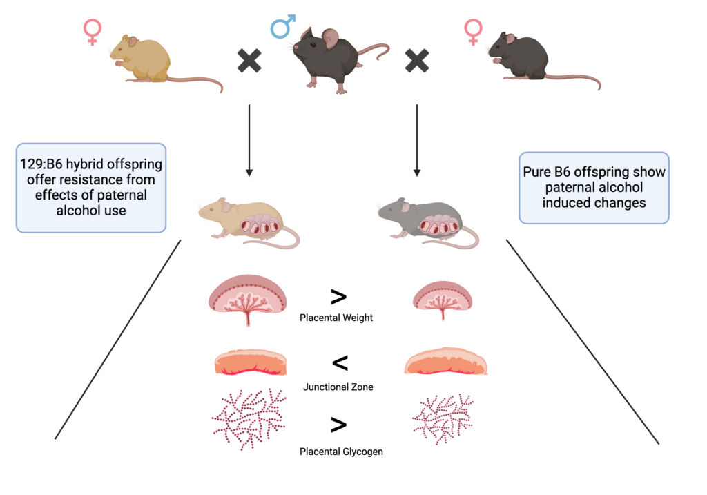 Diagram showing mice strains and placental development in FASD.