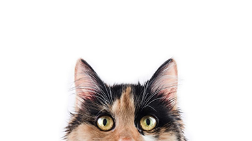 Cat peeking over the bottom edge of the image (from The Atlantic story)