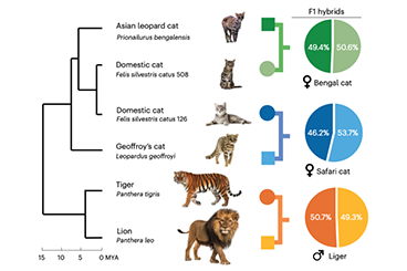 Scientific journal figure showing genomic information about various feline species