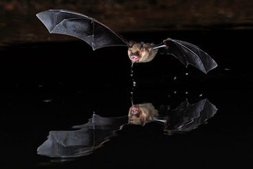 Long-eared Myotis Bat at night in Southern Arizona