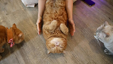 Image of three cats on a floor with human arms (from NY Times story)