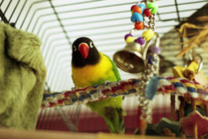 A pet bird with enrichment items in its cage