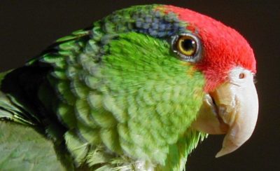 Red-crowned Amazon (Amazona viridigenalis) Parrot