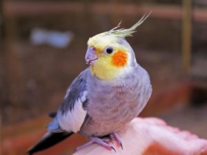 bird-profile-cockatiel