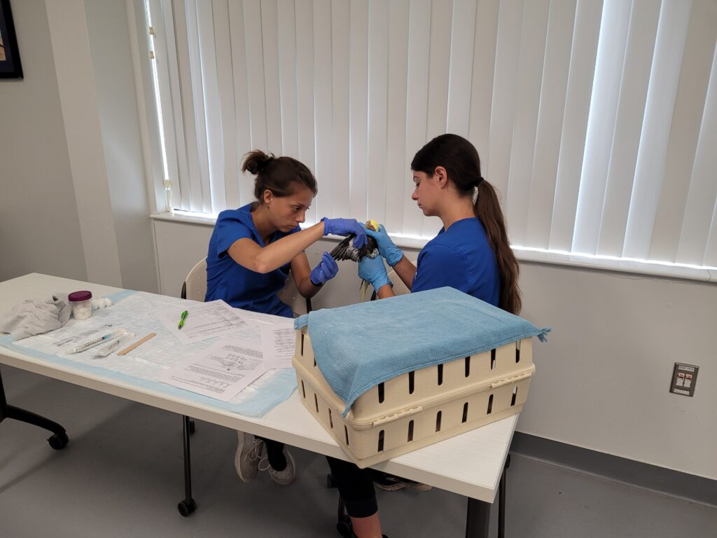 Vet tech students practicing how to perform a physical exam in a bird.