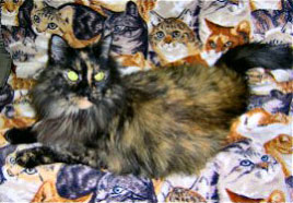 Missy