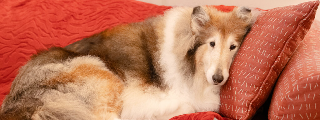 Reveille IX lounges contentedly in the living room at the Stevenson Center as a long-term pet resident in her retirement