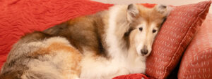 Reveille IX lounges contentedly in the living room at the Stevenson Center as a long-term pet resident in her retirement