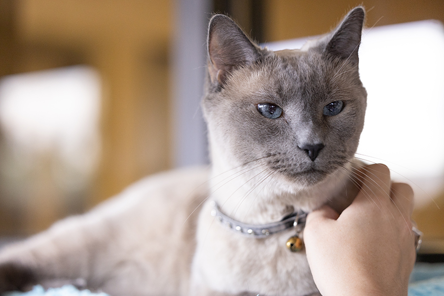 Riley, a feline, long-term pet resident at the Stevenson Center receives attention from a veterinary student resident